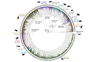 circular mammal tree of life
